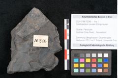 Foto (Objekt + Etikett) von Ceratopetalum vivulare Ettingshausen (NHMW-GEO-2024-0188-10246)